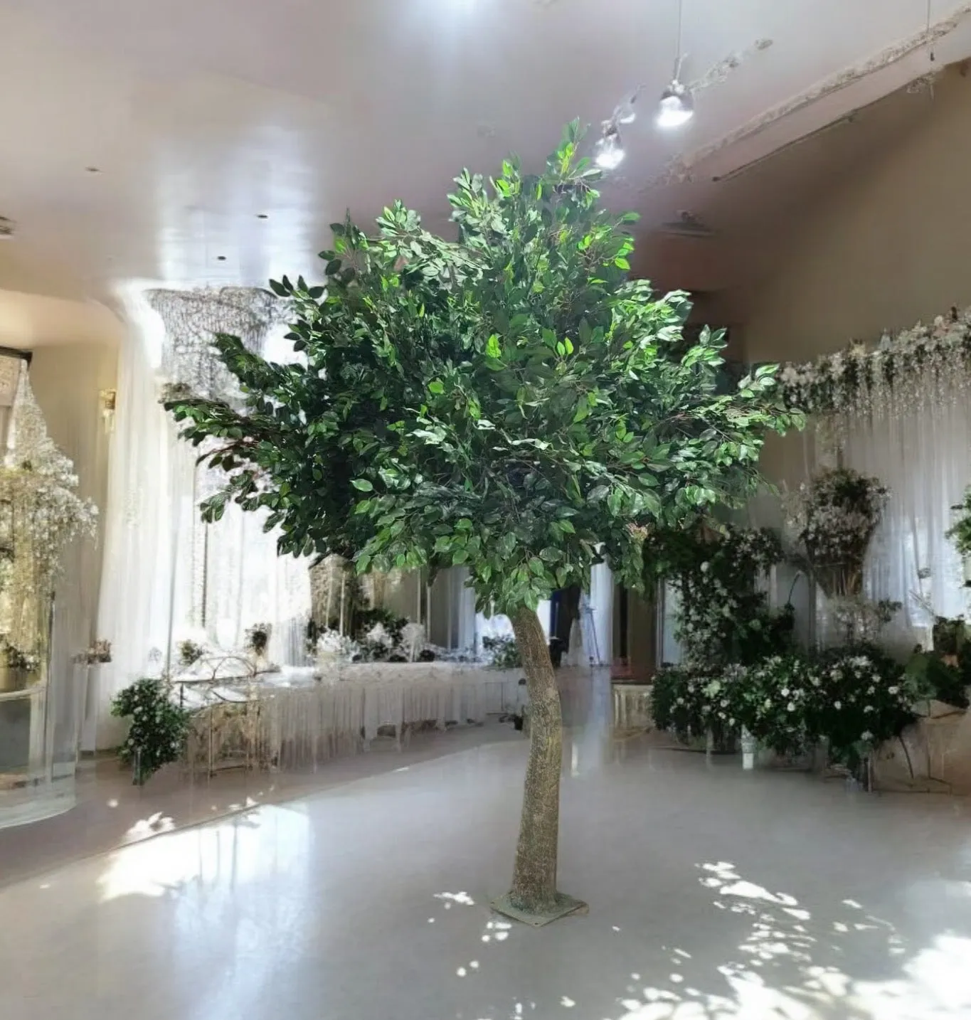 10ft Ficus trees