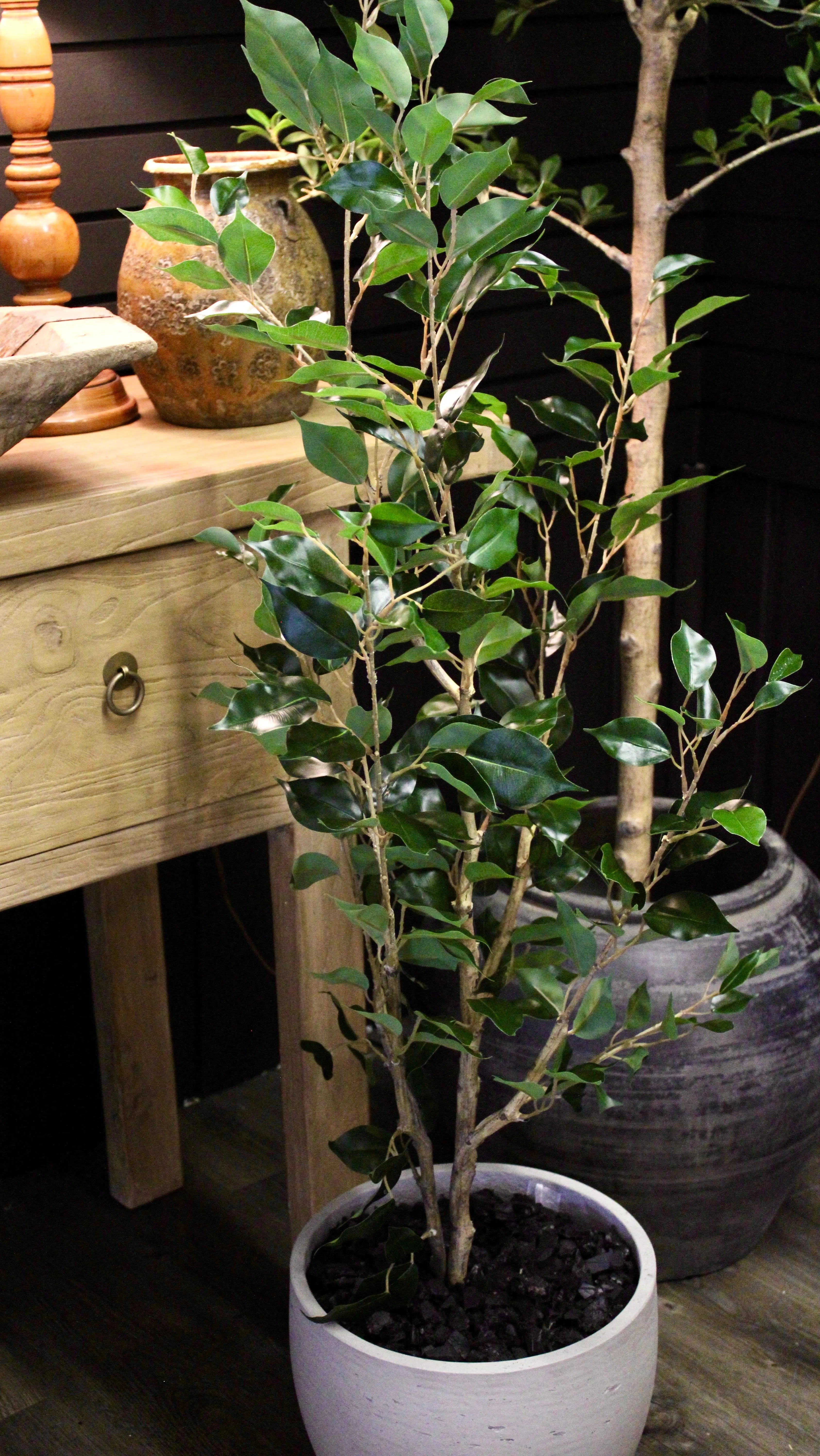 4’ Benjamina Ficus Tree