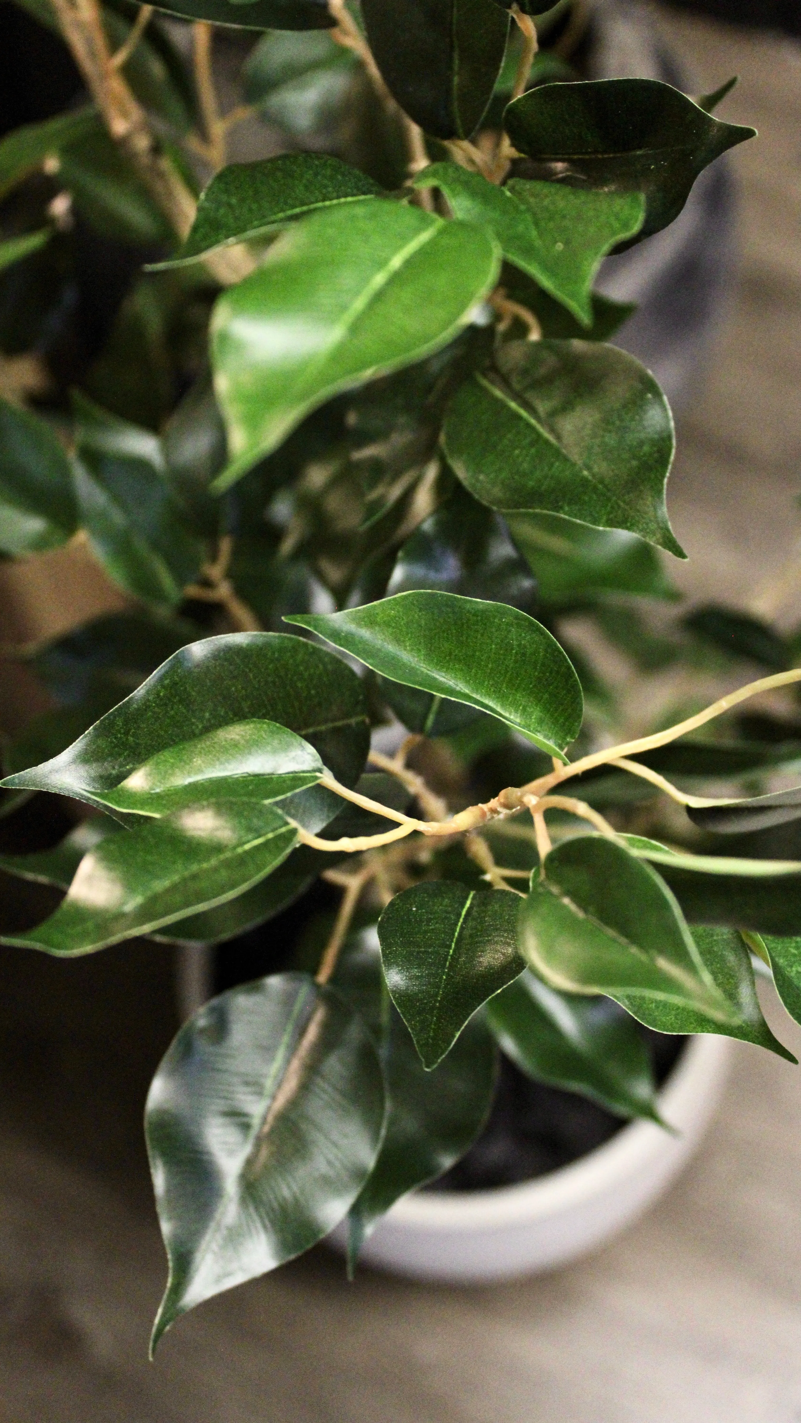 4’ Benjamina Ficus Tree