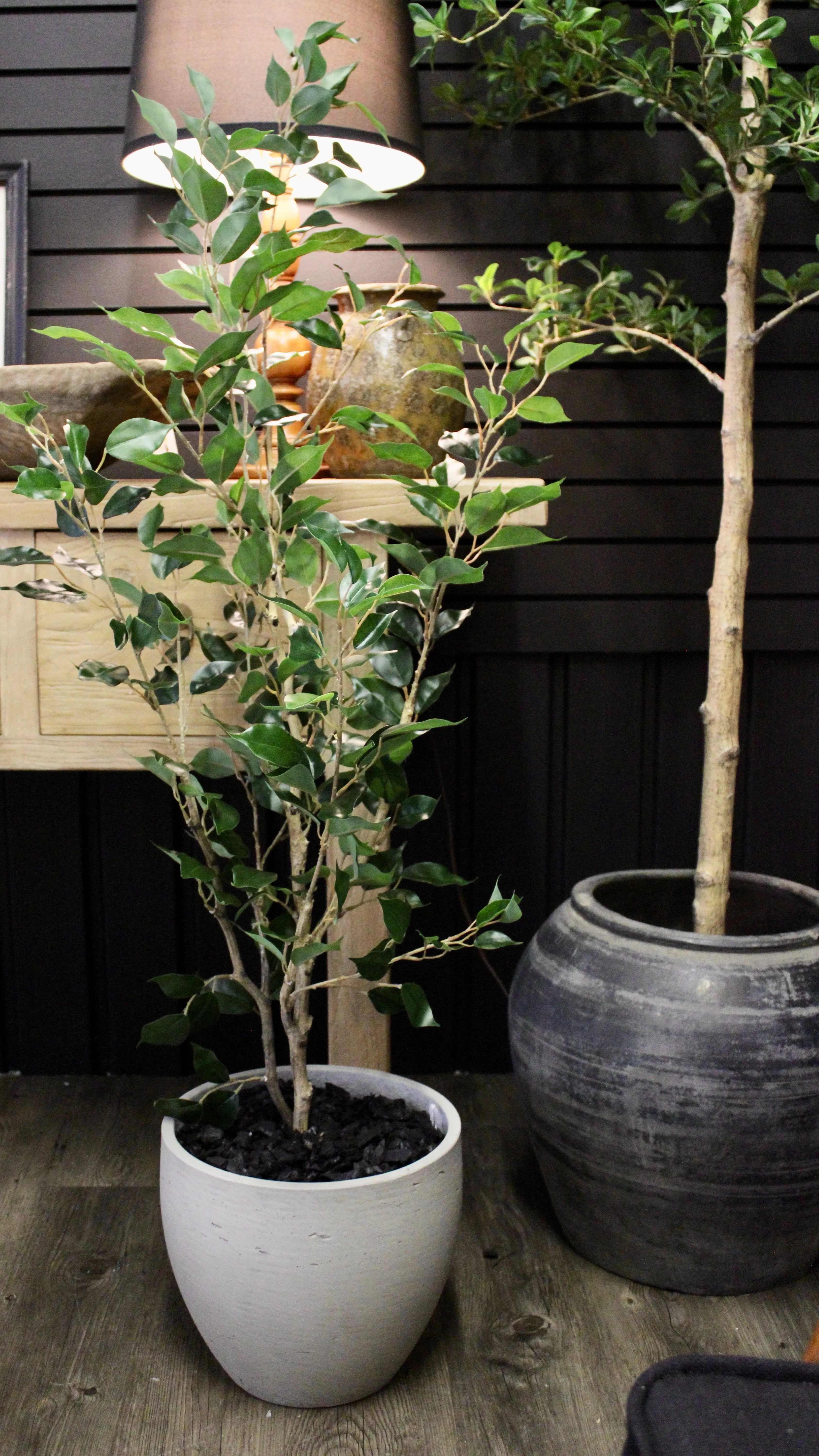 4’ Benjamina Ficus Tree