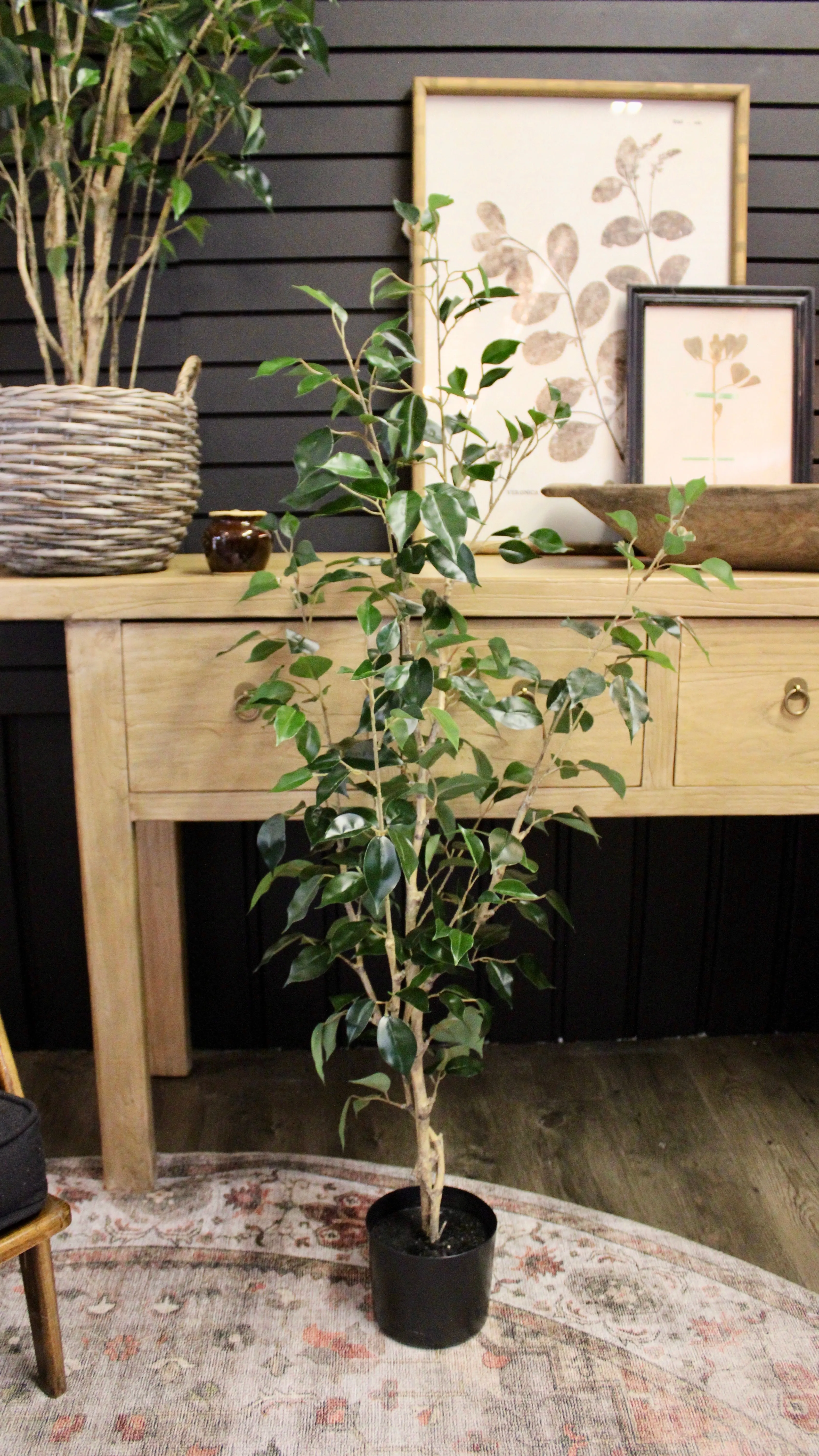 4’ Benjamina Ficus Tree
