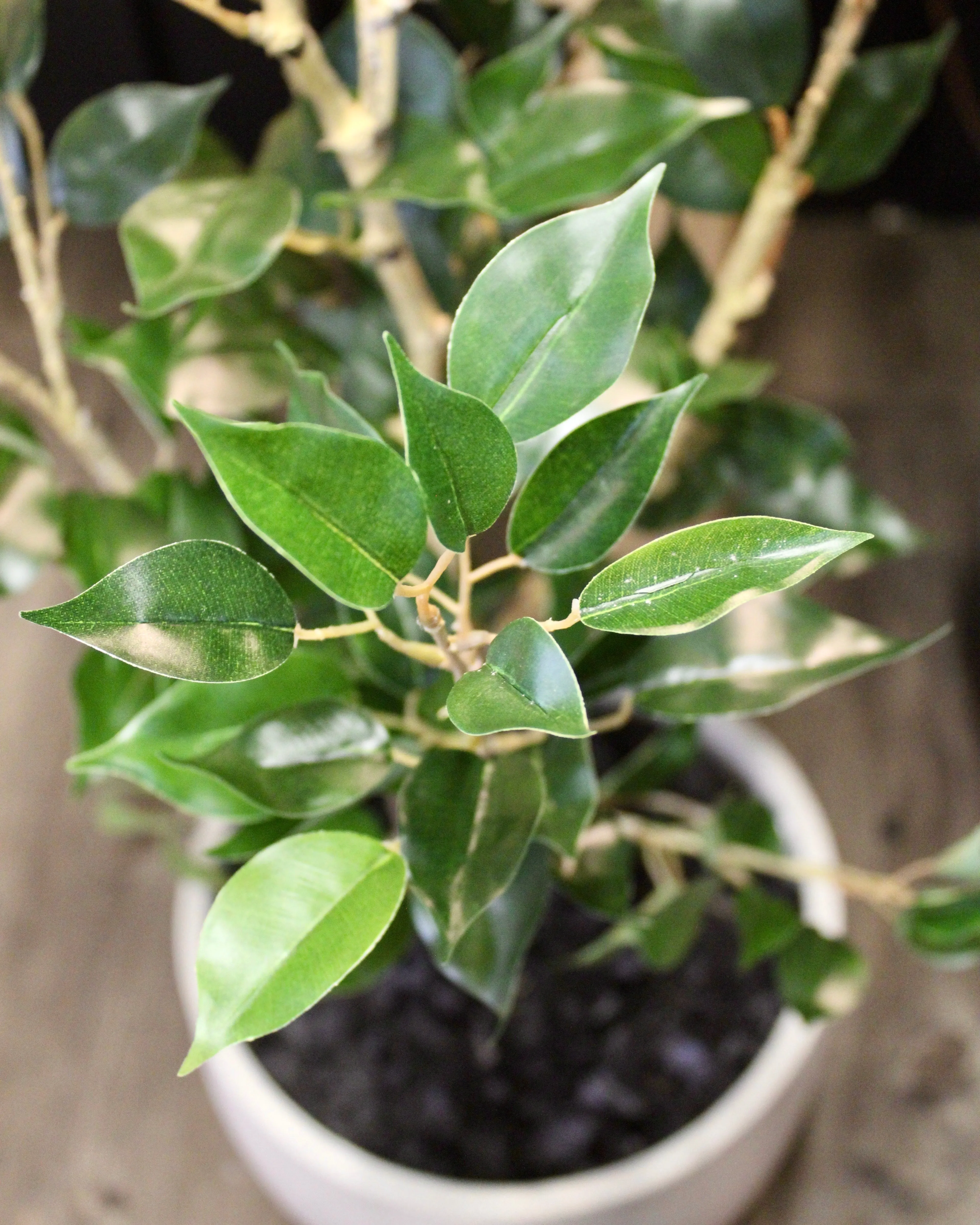 4’ Benjamina Ficus Tree