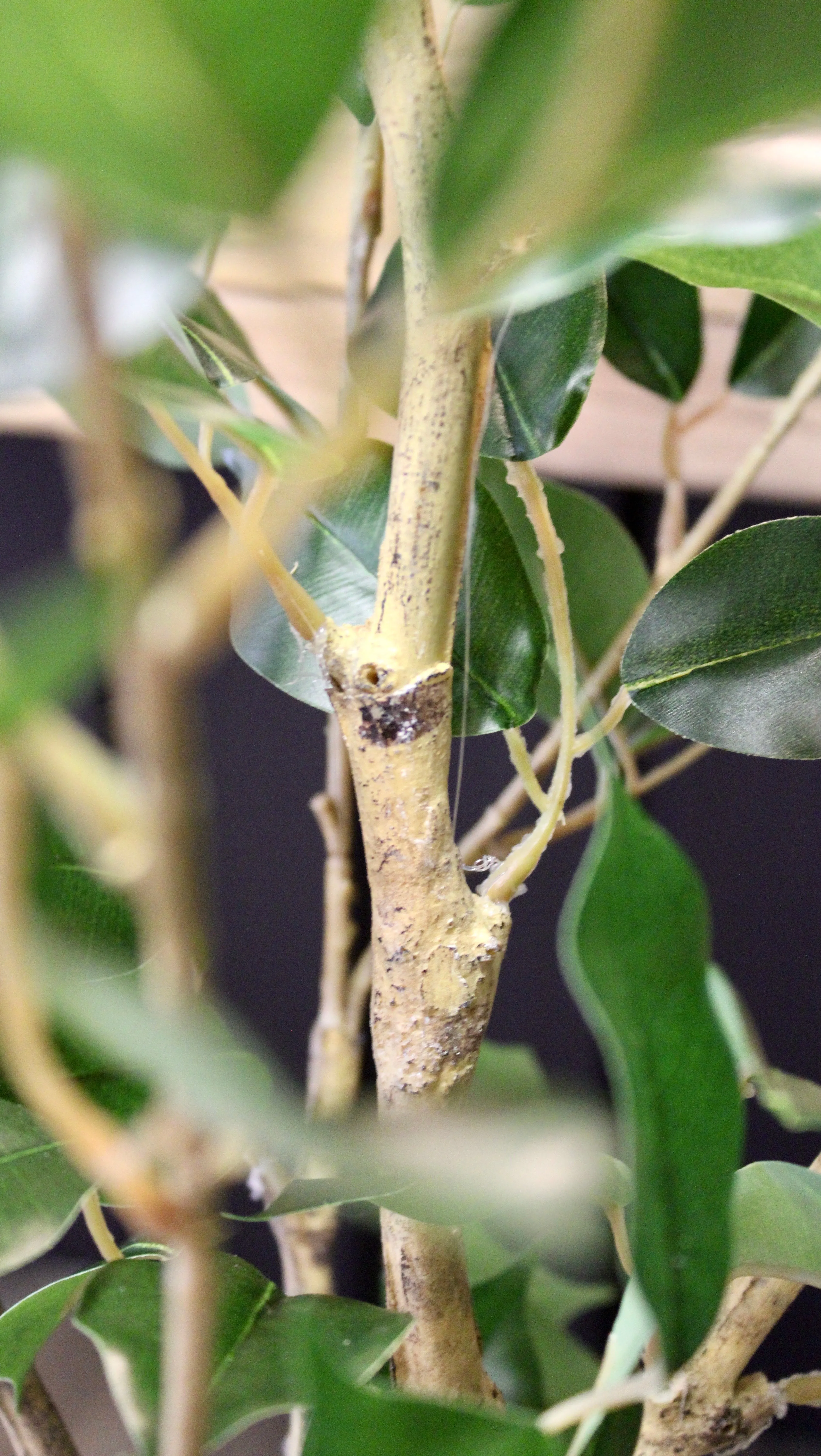 4’ Benjamina Ficus Tree