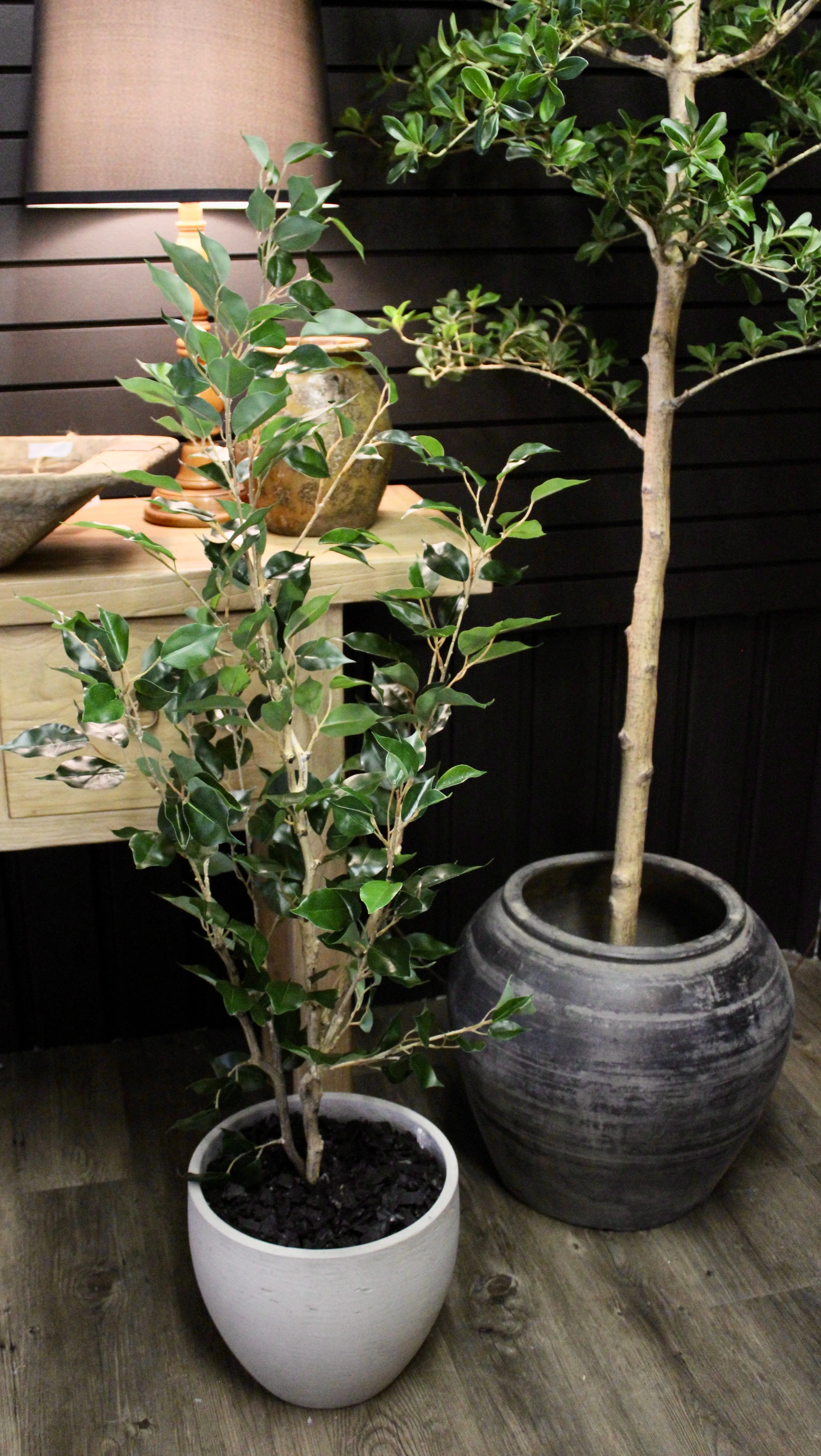 4’ Benjamina Ficus Tree