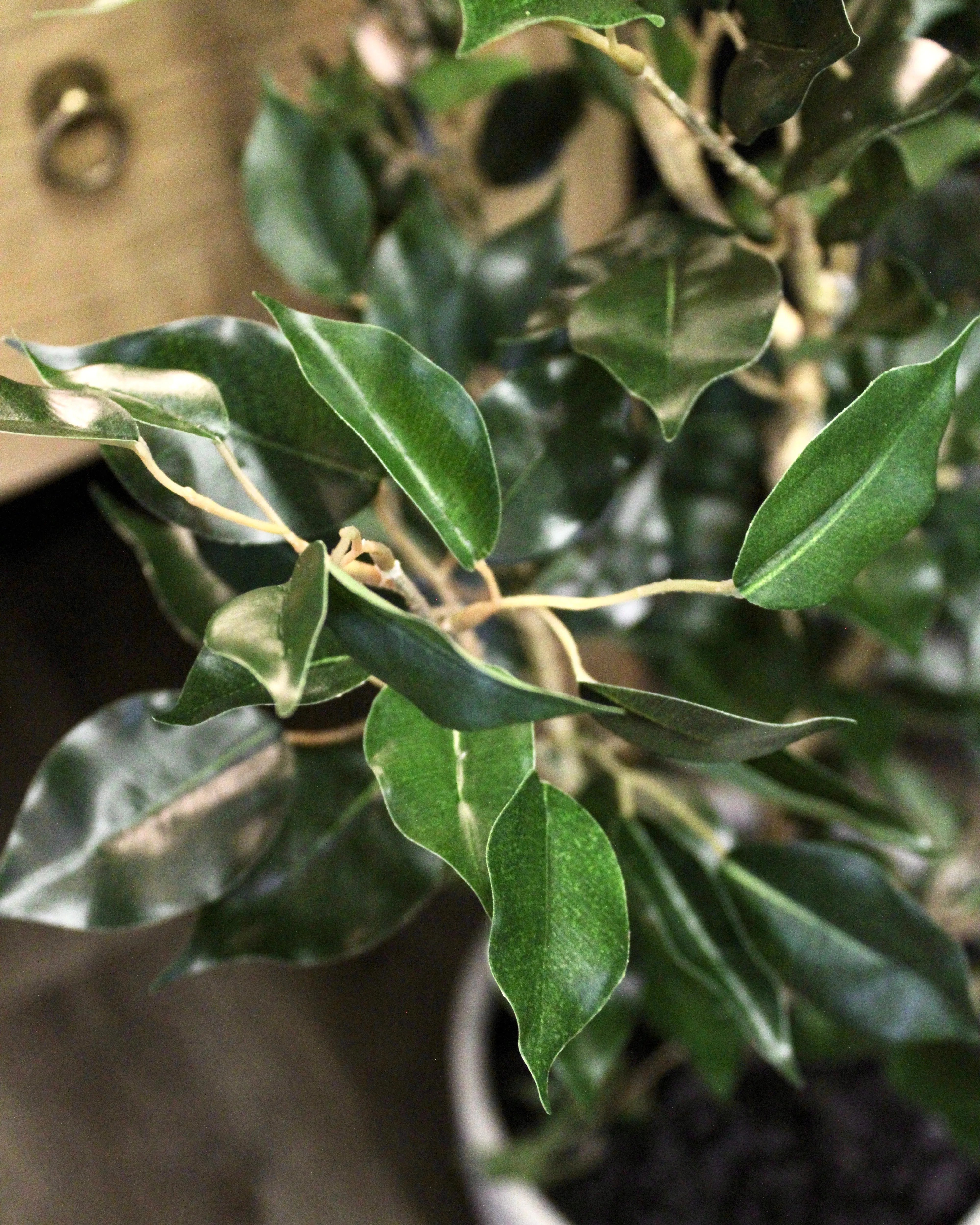 4’ Benjamina Ficus Tree