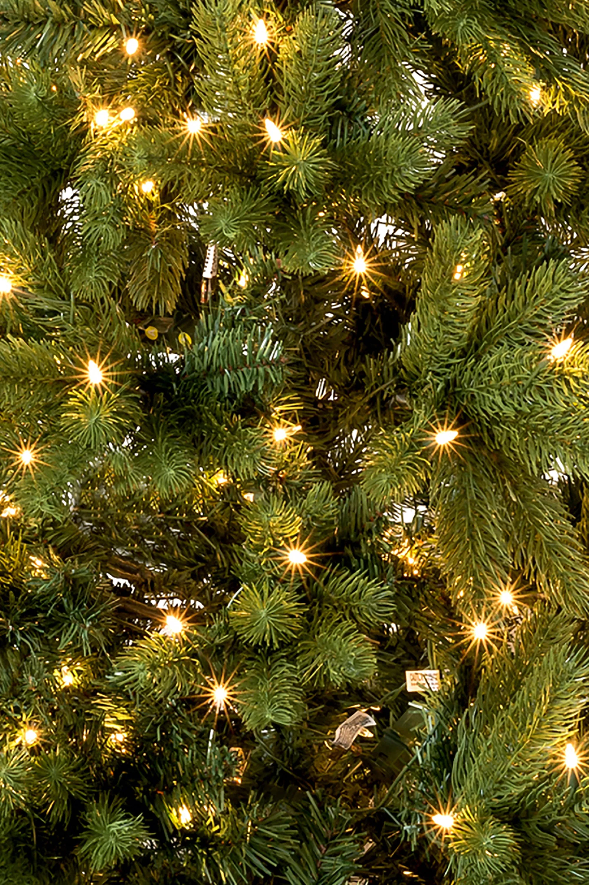 6' Prelit Nobel Fir Christmas Tree with Warm White Lights