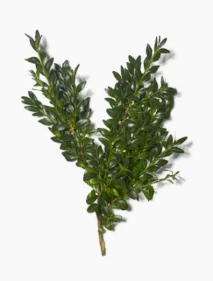 Boxwood Bunch
