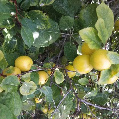 Damson Shepherds Bullace