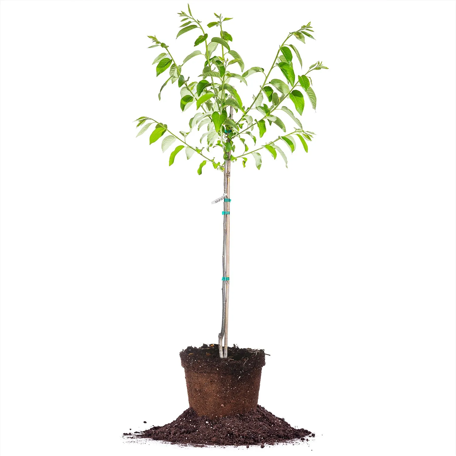 Deer Candy Persimmon Tree