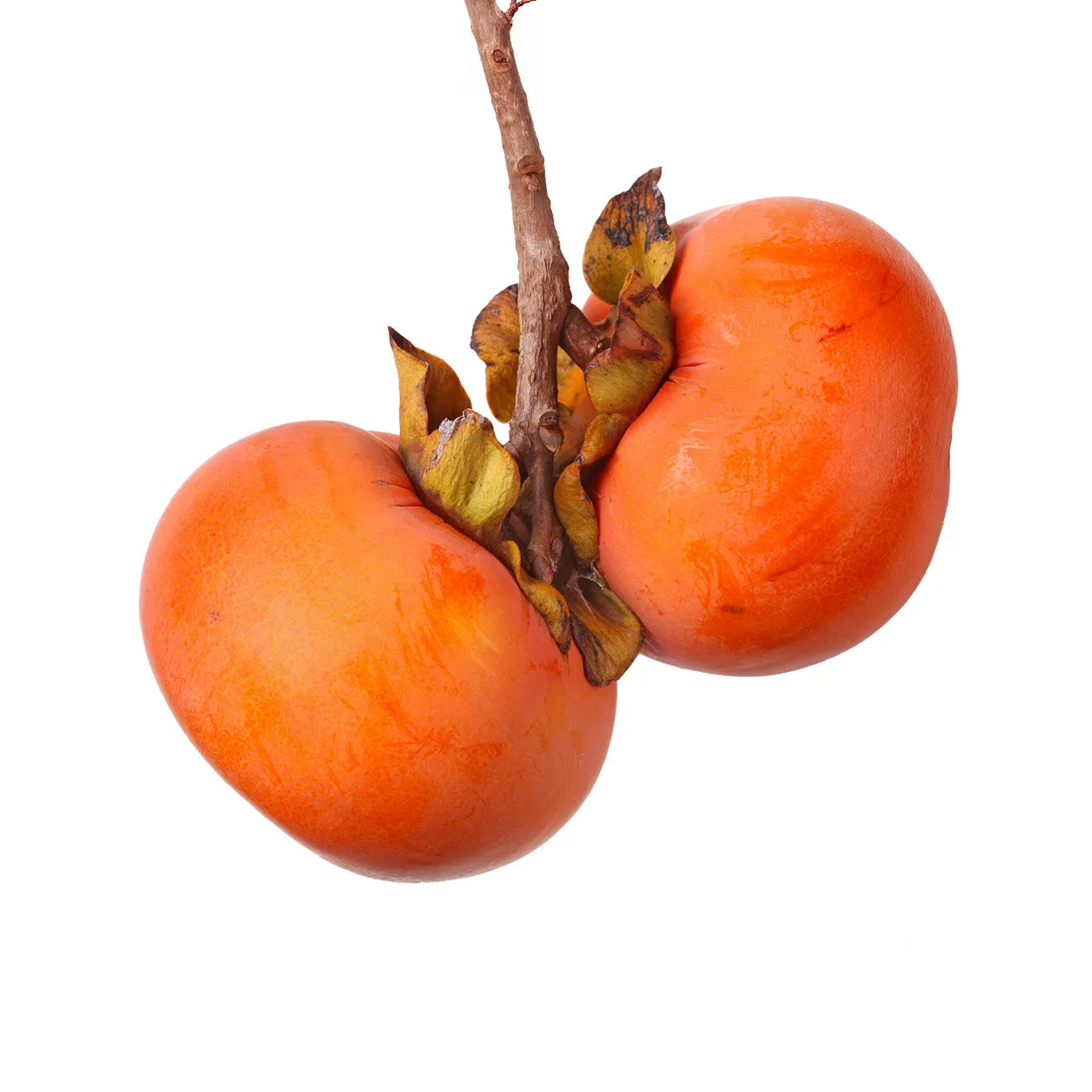 Deer Candy Persimmon Tree