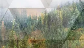 Dimensional Forest Mural Wallpaper