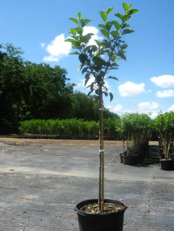Dorsett Gold Apple Tree