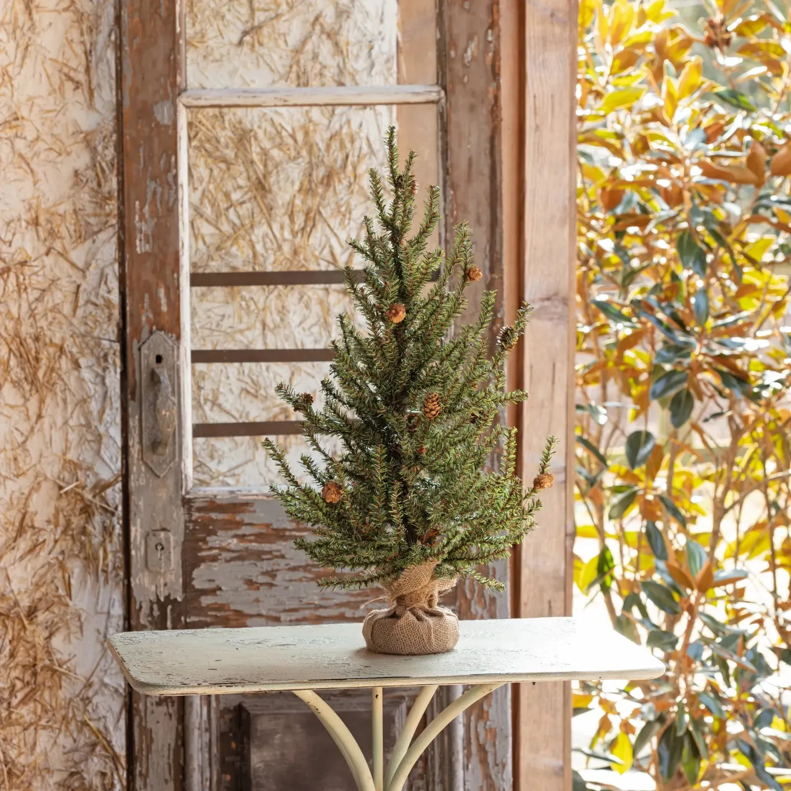 Douglas Fir Seedling Tree