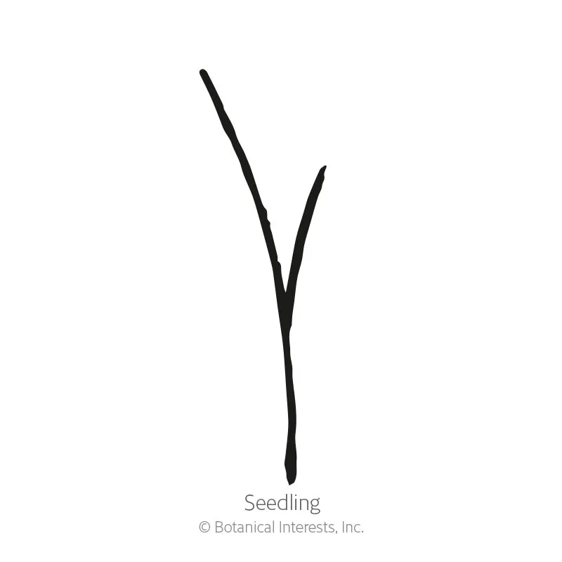 Wheatgrass Juice Seeds
